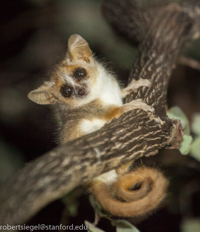 mouse lemur